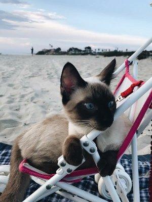 Our loved beach kitty