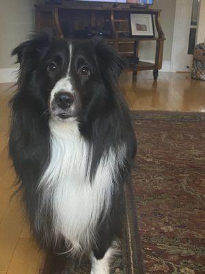 Tank loves it at Let's Go Canine!