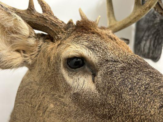 Stillwater Taxidermy