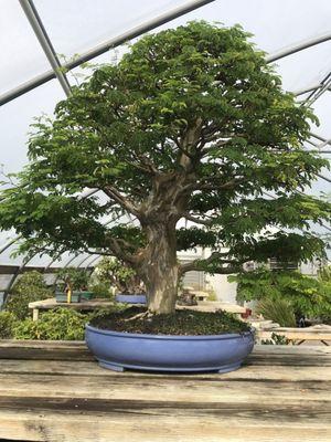 New England Bonsai Gardens