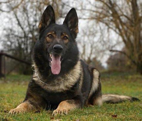 EuroHund German Shepherds