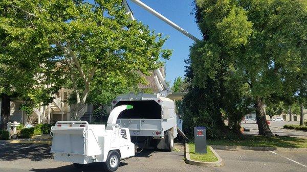 All Season Tree Care