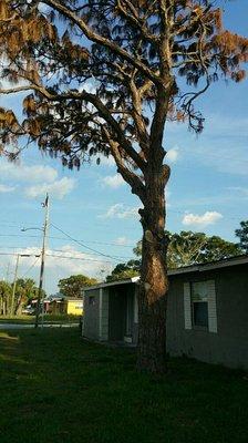 John Michaels Tree Services