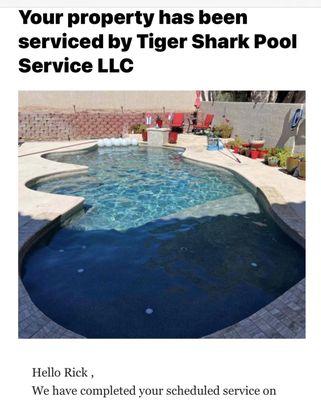 Tiger Shark Pool Service