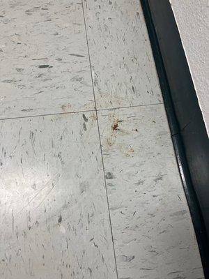 Dog poop on floors