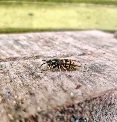 Ingleside Pest Control