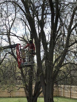 M & M Tree Care