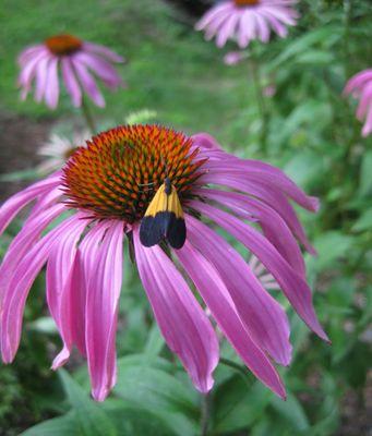 Flying Mammoths Landscape Design