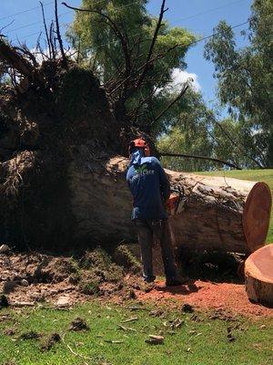 Arbor Care Tree Service