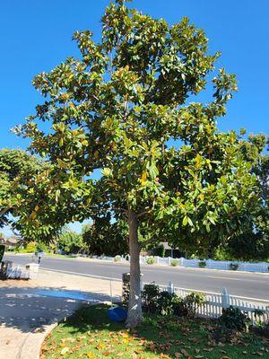 Treesmith Enterprises