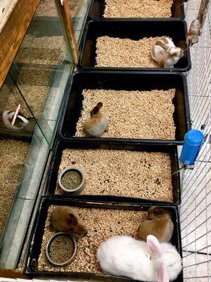 Animal Ark Pet Stores