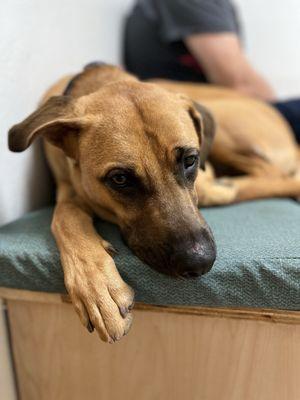 Oakridge Veterinary Clinic