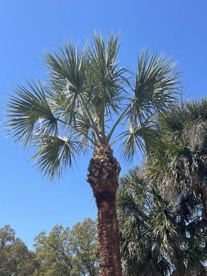 10/2 cut with stem cleaned