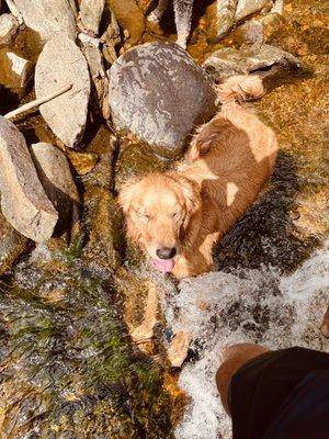 Tails on Trails: Hike & Splash Club