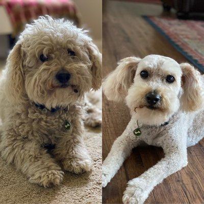 Four Paws Pet Grooming