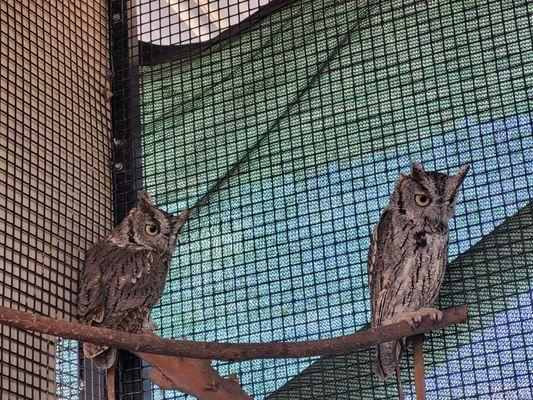 Conservation Ambassadors - Zoo to You