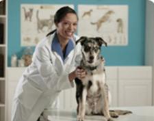 Abingdon Animal Clinic