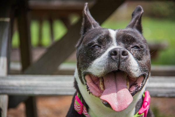 Loudoun County Animal Services