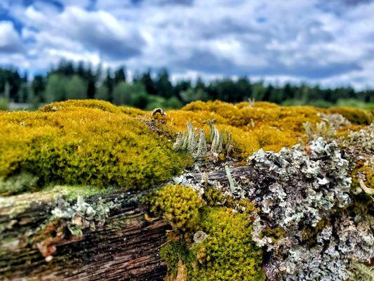 Mercer Slough Nature Park