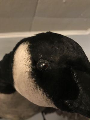 Fish & Wildlife Unlimited Taxidermy