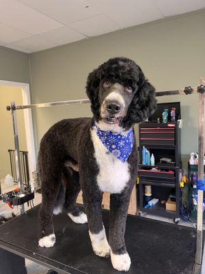 Bernie the Bernadoodle