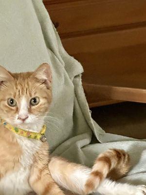 Osceola County Animal Services