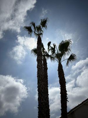 David's Tree service