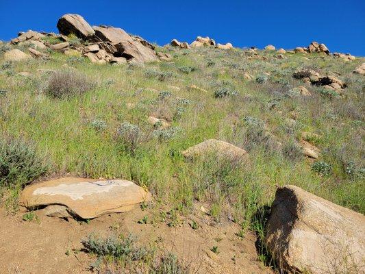 Box Springs Mountain Reserve