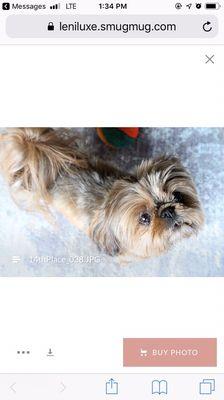 Bronzeville Petsitters, LLC
