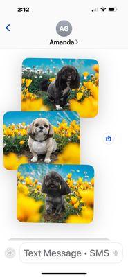 Kennelwood Pet Resort