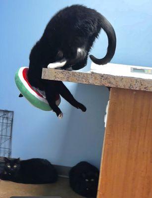 Advantage Veterinary Center