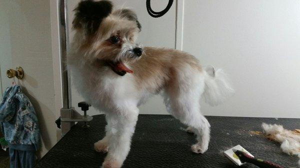 Kristi's Critter Cuts