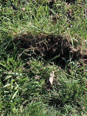 Some of the torn up chunks of yard after aeration
