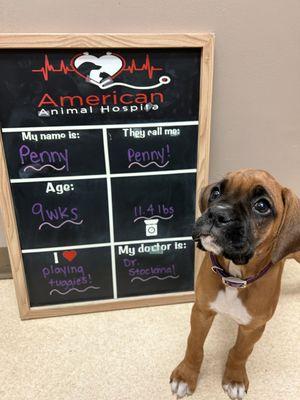 American Animal Hospital, P C