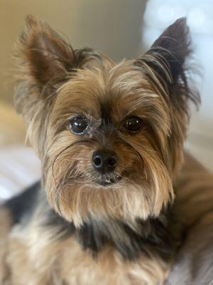 Family Pet Medical & Surgery