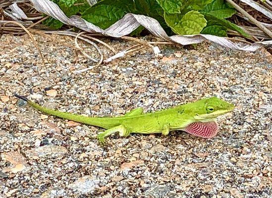 State Botanical Garden of Georgia
