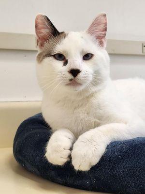 Pura Vida Animal Rescue