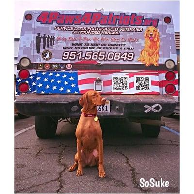 SoSuke after she passed her CGC test. Standing tall and humbly proud! This is for you Daddy!