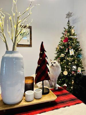 Lively Babysitting & Pet Sitting