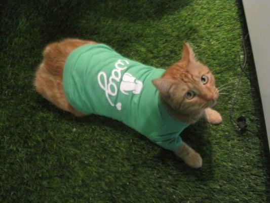 Cute gifts and toys for pets!