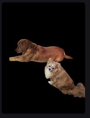 Southway Animal Hospital