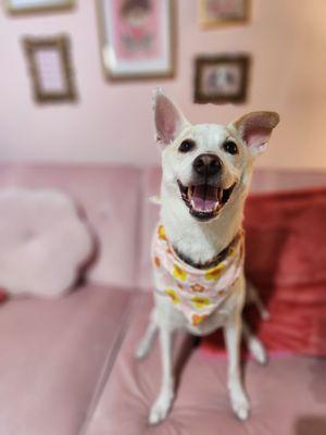 Dog, pink couch, animals