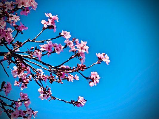 BART - El Cerrito Plaza Station