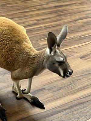 Kangaroo