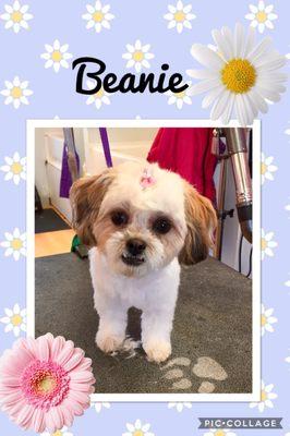 Bubbles Dog Grooming Salon