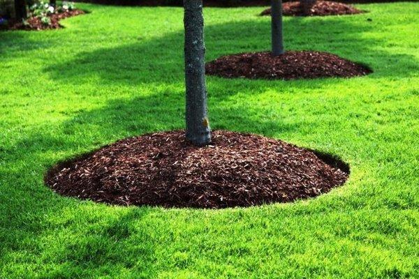 Shackleford Tree Service