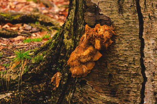 Nelson-Kennedy Ledges State Park