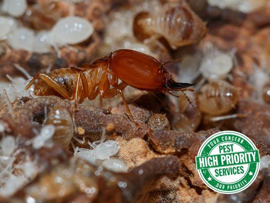 High Priority Pest Services, Inc.