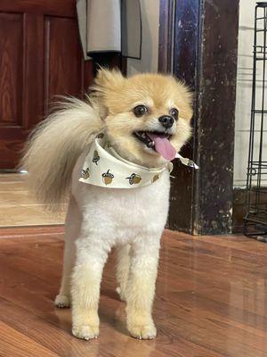 Forest Friends Grooming