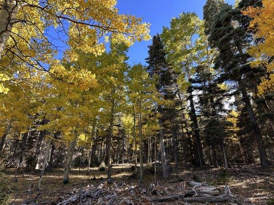 Carson National Forest